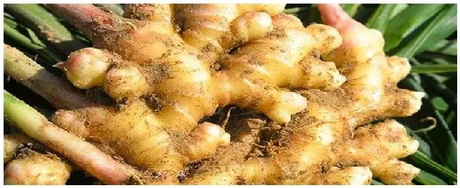种植姜的方法 | 农业答疑