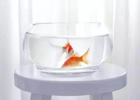 植物常识问题|鱼缸水如何浇兰花新芽蹭蹭长