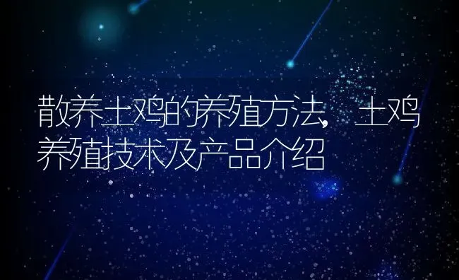 散养土鸡的养殖方法,土鸡养殖技术及产品介绍 | 养殖常见问题