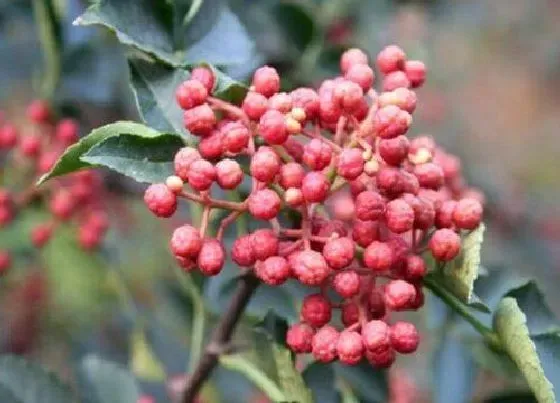 植物常识问题|花椒嫁接步骤方法及图片（嫁接花椒树苗的技巧和技术）