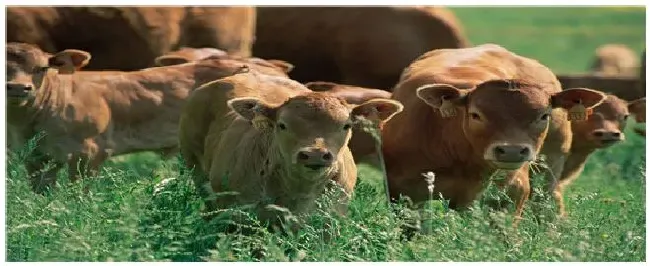 牛口蹄病特效药 | 农业答疑