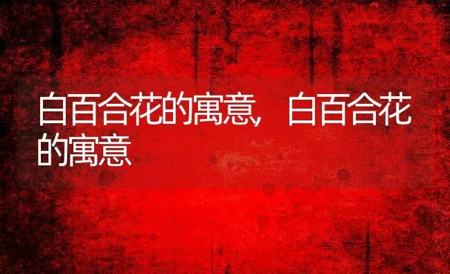 白百合花的寓意,白百合花的寓意 | 养殖常见问题