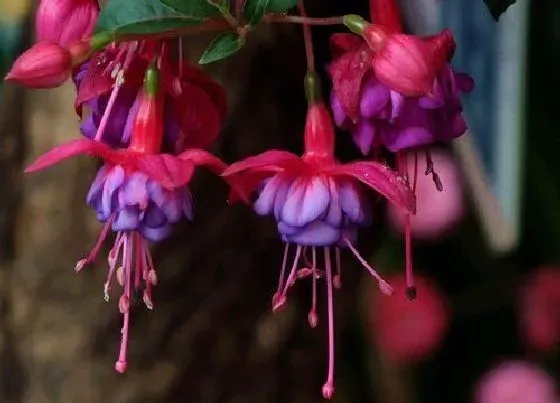 植物常识问题|红萼苘麻如何养护一年四季开花不断