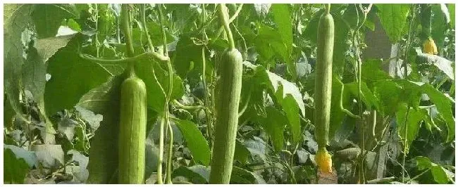 丝瓜和苦瓜可以混栽吗 | 科普知识