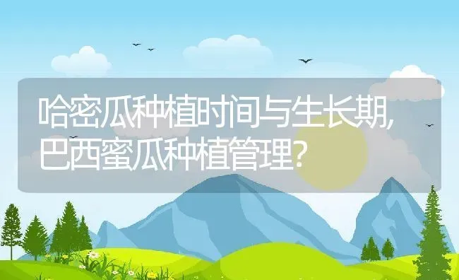 哈密瓜种植时间与生长期,巴西蜜瓜种植管理？ | 养殖常见问题