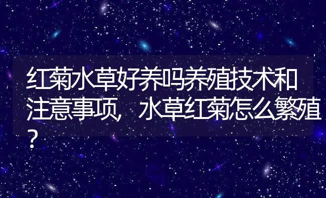 红菊水草好养吗养殖技术和注意事项,水草红菊怎么繁殖？ | 养殖常见问题