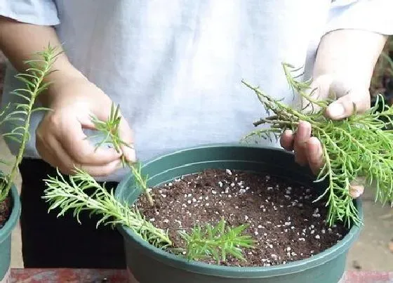 植物常识问题|太阳花怎么扦插一盆变多盆