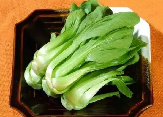 植物常识问题|青菜品种