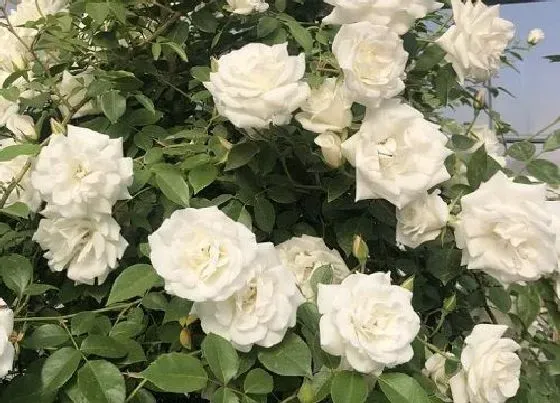 植物常识问题|春天月季花怎么养护好（月季花初春种植与养殖方法）