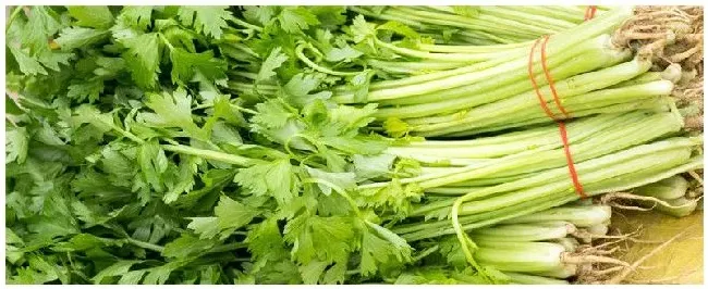 芹菜是长在哪里的 | 生活常识