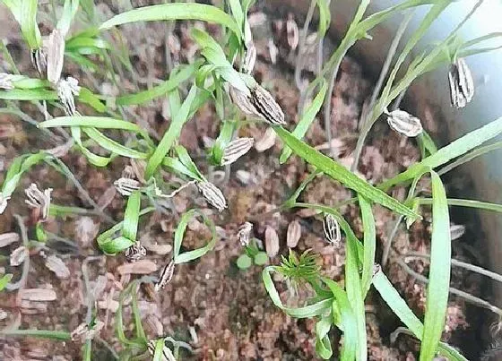 植物常识问题|小茴香和大茴香的区别