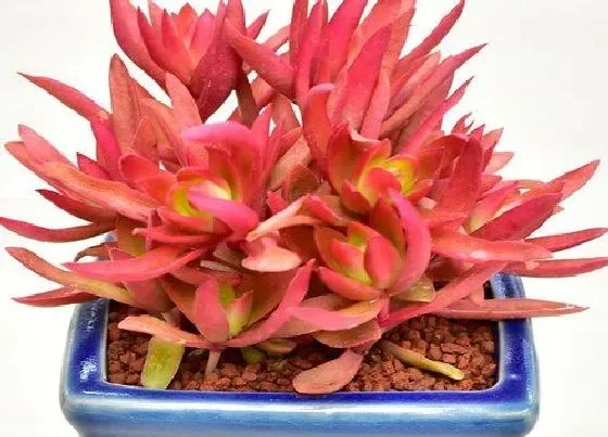 植物常识问题|夏季养护多肉如何防治蚧壳虫