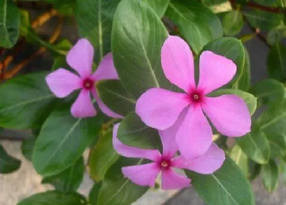 植物常识问题|如何养护长春花四季开花