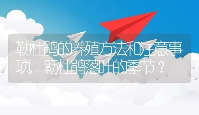 勒杜鹃的养殖方法和注意事项,簕杜鹃落叶的季节？ | 养殖常见问题