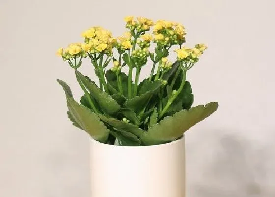 植物常识问题|长寿花叶片发黄脱落该怎么办