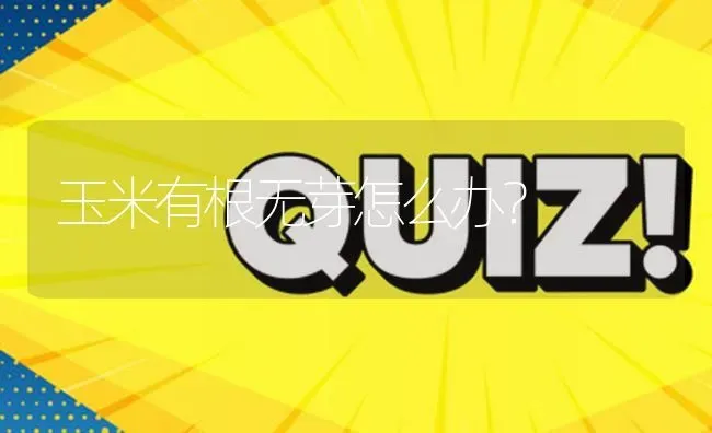 玉米有根无芽怎么办? | 养殖问题解答