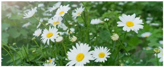 雏菊药材种植注意事项 | 三农问答