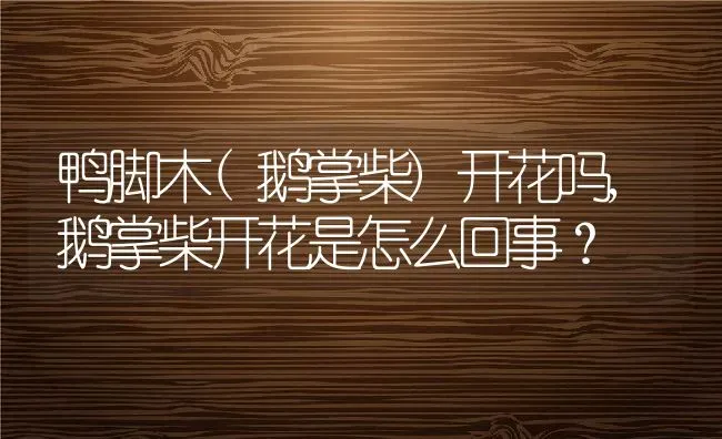鸭脚木(鹅掌柴)开花吗,鹅掌柴开花是怎么回事？ | 养殖常见问题