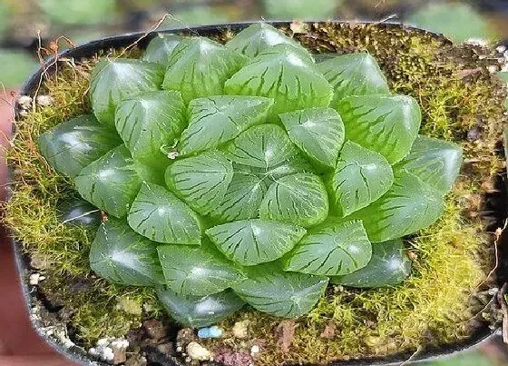 植物常识问题|玉露出锦是什么意思 玉露人工出锦是什么样的（图片）