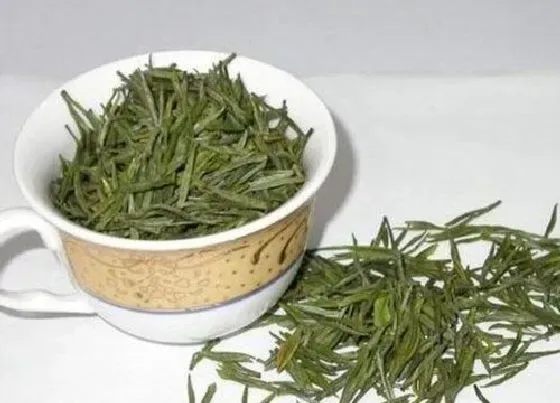 植物常识问题|安吉白茶的功效与作用