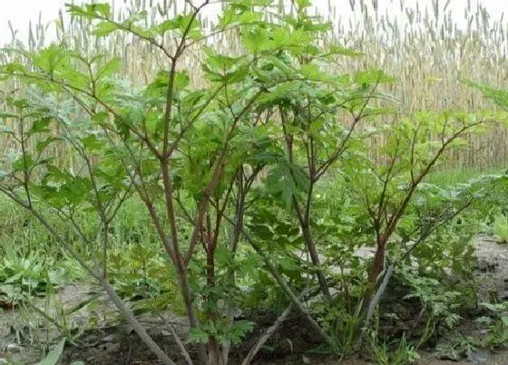 植物常识问题|生黄芪和熟黄芪的区别