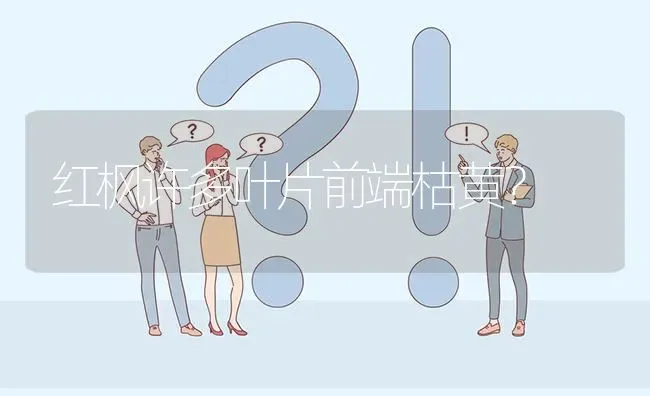 红枫许多叶片前端枯黄? | 养殖问题解答