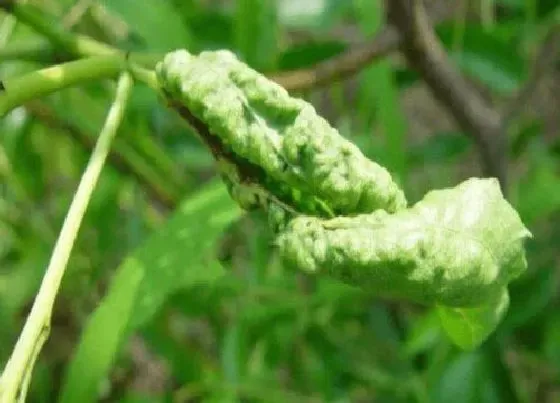 植物常识问题|鸡血藤长什么样子图片