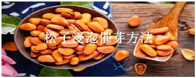 松子浸泡催芽方法 | 农业常识