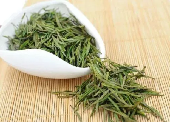 植物常识问题|安吉白茶的功效与作用