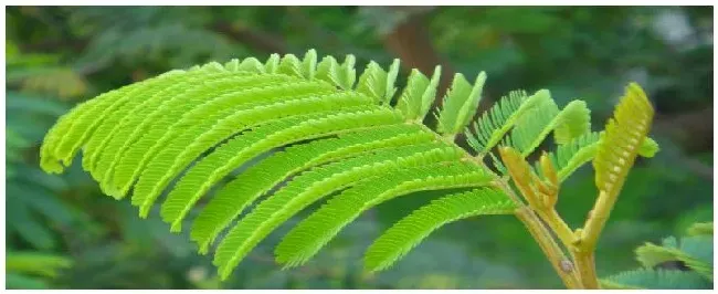 含羞草是什么植物类型 | 农业答疑