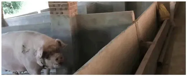 卖猪肉赚钱吗 | 农业答疑