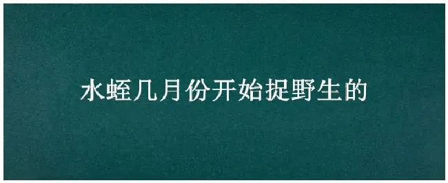 水蛭几月份开始捉野生的 | 农业答疑