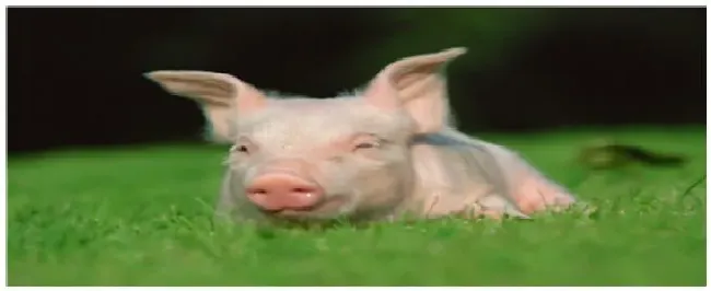 冬季养猪六大注意事项 | 生活常识