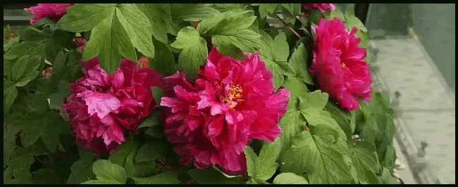 牡丹花几月份可以种植 | 农业答疑