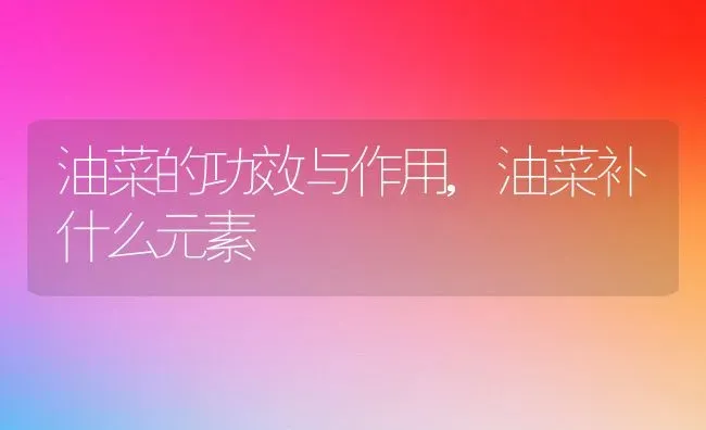油菜的功效与作用,油菜补什么元素 | 养殖常见问题