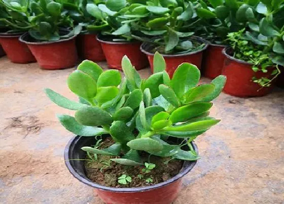 植物常识问题|夏季玉树的养殖方法和注意事项