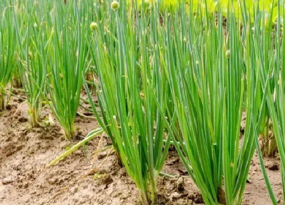 植物常识问题|院子里适合种什么蔬菜（一年四季适合庭院种植的蔬菜）