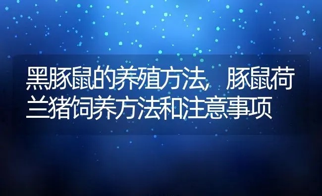 黑豚鼠的养殖方法,豚鼠荷兰猪饲养方法和注意事项 | 养殖常见问题