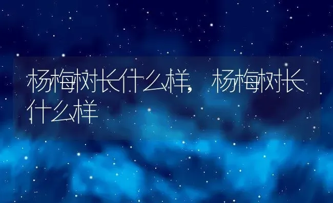 杨梅树长什么样,杨梅树长什么样 | 养殖常见问题