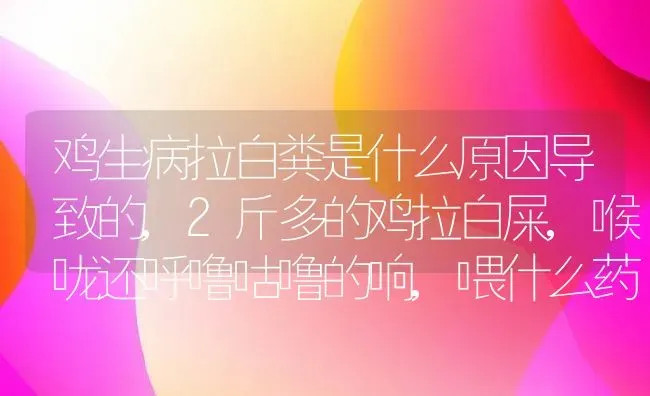 鸡生病拉白粪是什么原因导致的,2斤多的鸡拉白屎,喉咙还呼噜咕噜的响,喂什么药 | 养殖常见问题