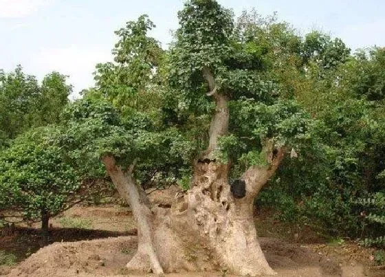 植物常识问题|对节白蜡叶子发黑枯萎的原因及拯救方法