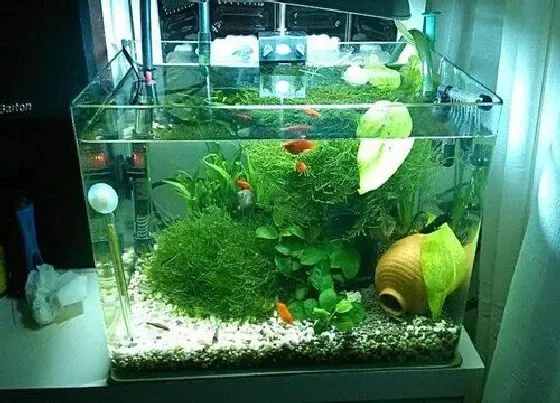 植物常识问题|鱼缸水如何浇兰花新芽蹭蹭长