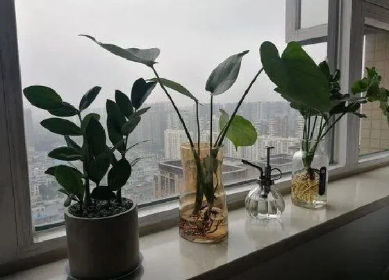 植物常识问题|哪些位置放金钱树叶片发黄还不生长