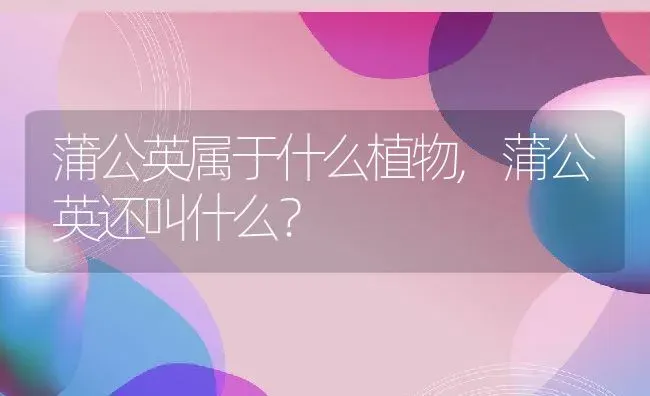蒲公英属于什么植物,蒲公英还叫什么？ | 养殖常见问题