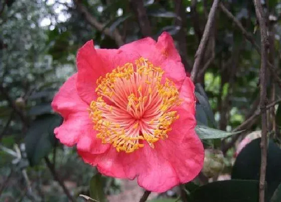 植物常识问题|茶花有花苞不开花是什么原因引起的