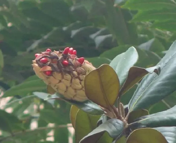 植物常识问题|广玉兰结果能吃吗