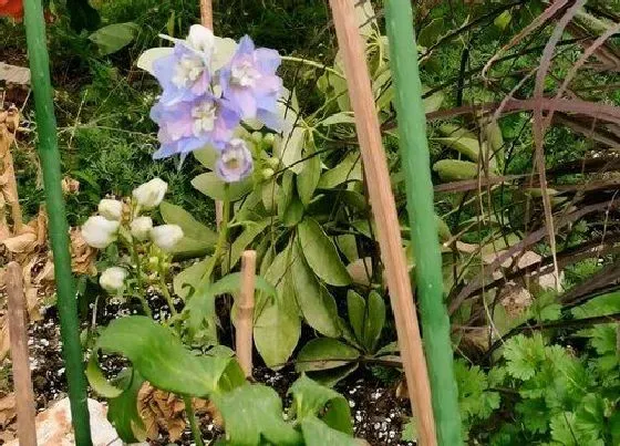 植物常识问题|毛地黄为啥叫死人之钟（毛地黄生长习性及种植要点）