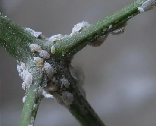 植物常识问题|消灭蚧壳虫什么农药最好（怎么彻底治疗蚧壳虫）