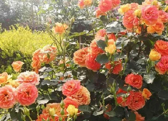 植物常识问题|三伏天月季出现病害的解决方法
