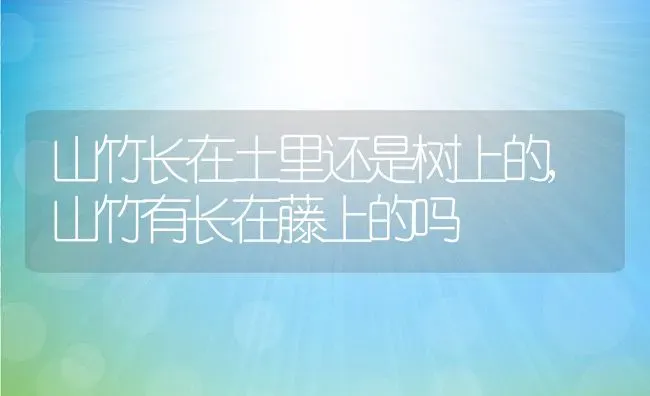 山竹长在土里还是树上的,山竹有长在藤上的吗 | 养殖常见问题